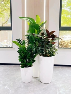 速看！宁波奉化植物出租设计超赞方案